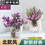 水培植物紫露兰盆栽室内办公室花卉水养粉掌蝴蝶兰油画婚礼吊兰