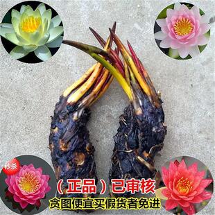 睡莲水培植物大小型水养荷花苗迷你四季花苗水草泥土盆栽睡莲根块