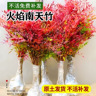 火焰南天竹盆栽室内客厅盆景室外庭院耐寒植物竹子苗花卉绿植树苗
