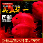 血红鹦鹉鱼活体发财鱼红财神黄金龙鱼银龙鱼热带宠物风水观赏鱼