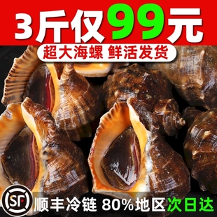 新鲜特大海螺鲜活海捕青岛大号响螺活物3斤吐沙超大海螺海鲜水产