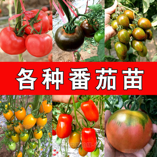 四季小番茄苗千禧圣女，果各种颜色樱桃西红柿，种子盆栽蔬菜种苗花卉