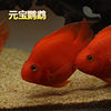 好货血红鹦鹉鱼活体中大型热带观赏鱼淡水红财神发财招财