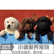 出售纯种拉布拉多犬幼犬，活体拉布拉多寻回犬，拉布拉多狗宠物狗q
