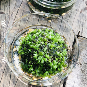 生态瓶辣椒蟹微景观水生陆生莫斯苔藓植物创意玻璃懒人植螃蟹缸