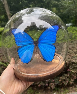 真蝴蝶标本水晶球玻璃罩家居摆饰生日情人节礼物