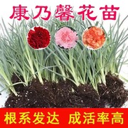 康乃馨花苗四季开花过冬花草，耐寒宿舍多色懒人，养花好养活花卉