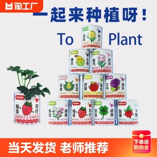 儿童罐头创意小盆栽植物神奇桌面迷你绿植好养种植向日葵草莓种子