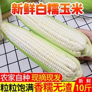 广西农家特产新鲜糯玉米，黏玉米现摘棒粘玉米白糯嫩玉米210斤