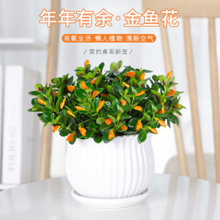 金鱼吊兰盆栽四季观花植物，金鱼花室内客厅，观花植物豆瓣绿四季常青