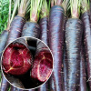 紫胡萝卜种子四季高产胡萝卜农家甜水果萝卜种籽庭院蔬菜种子