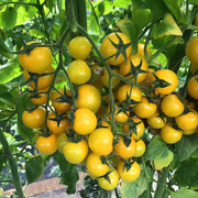 彩袋装黄小番茄蔬菜，盆栽红色黄色小西红柿种籽四种采收水果种子