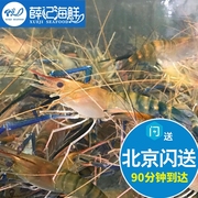 500g北京闪送新鲜鲜活罗氏虾，大头虾金钱虾沼虾活虾淡水虾
