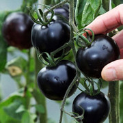黑钻石小番茄种子阳台盆栽非转基因西红柿种孑番茄苗蔬菜籽种四季