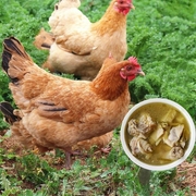 老母鸡正宗三年散样走地鸡炖汤，土母鸡黄油整只冷冻皖南乌鸡