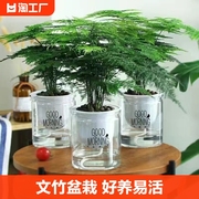 文竹盆栽盆景植物室内水培植物花客厅桌面，办公室绿植好养易活卧室