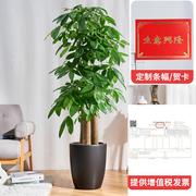 发财树盆栽办公室内客厅观叶大型绿植开业乔迁送礼广州深圳同城植