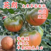 草莓番茄种子嘎啦果绿肩绿腚，西红柿种籽丹东铁皮柿子苗子英朗
