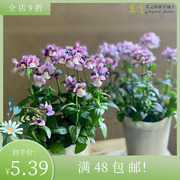 进口芳香型龙面花种子，快乐世界多色，可选四季阳台庭院盆栽花卉