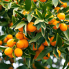 海蒂的花园水果树果苗橘子树苗金桔树盆栽大树苗柑子树大苗