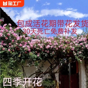 藤本月季蔷薇特大花苗庭院阳台玫瑰四季开花植物盆栽大游行好养