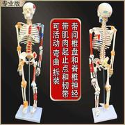 人体骨骼模型骨架迷你神经，假骨盆人头h骨，人体骨骼模型训练骨头架