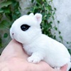 兔子活物宠物兔活体侏儒兔小型迷你茶杯凤眼兔宿舍荷兰垂耳兔活物