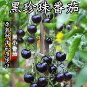 黑珍珠番茄种籽圣女，果桃番茄水果种子，盆栽蔬菜种子小番茄种子