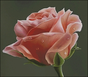 滴水粉玫瑰花卉 十字绣套件植物花卉 客厅卧室 精准印花