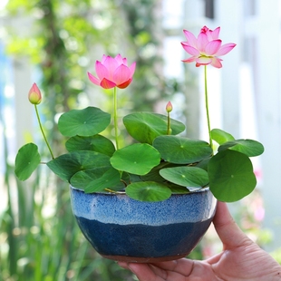 四季开花种子水培植物花卉室内客厅水养莲花好养碗莲睡莲盆栽