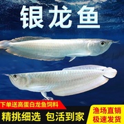 银龙鱼活鱼苗热带观赏鱼，中大型黄化红眼白子，银龙七彩银龙练手龙鱼