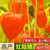 红菇娘果种子东北黄姑娘红姑娘种籽灯笼果阳台庭院水果型观果种子