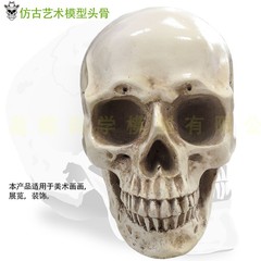 高精度仿真人头骨模型树脂骷髅头 艺术J用 头骨 美术临摹模型