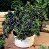 蓝莓苗盆栽果树苗，四季室内可食用南北方种植蓝莓树苗地栽当年结果