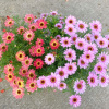 玛格丽特盆栽带花 喜阳好养多季节开花品种 阳台爆花机器