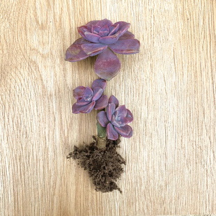 紫乐老桩盆栽室内花卉多肉植物云南品相紫色肉肉花好养小绿植盆景