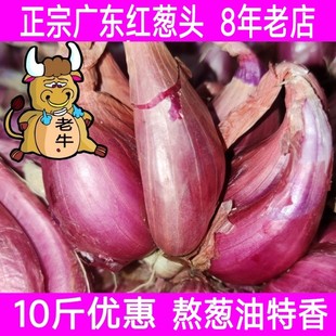 广东本地红葱头干葱头火葱正宗新鲜小香葱种子熬葱油特香商用