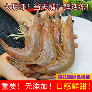 新鲜大明虾超大对虾海捕天然虾鲜活非冷冻海虾湛江海鲜水产大白虾