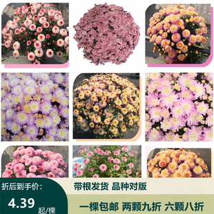 花园球菊猫眼球菊苗糖果甜心，千头菊花苗盆栽植物易爆盆