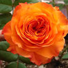 橙色浪漫四季开花勤花大花，浓香型玫瑰月季花苗，盆栽庭院阳台楼顶花