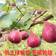 无花果树果苗带果盆栽矮化地栽特大南方北方波姬红青皮无花果树苗