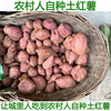 土红薯新鲜番薯农村现挖沙地红心地瓜板栗薯农家自种新鲜红薯