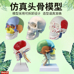 比11头颅骷髅头骨模型医学x解剖头模标本人体解剖头颅艺用美术