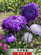 芍药翠菊种子蓝紫色糖果菊五月菊花籽阳台盆栽庭院花园耐寒春秋季