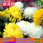 四季开花菊花盆栽大花菊花苗月月菊大菊花苗阳台室内观花卉绿植物