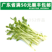新鲜豌豆苗 现摘 豌豆苗每包约160g/6.8元 同城配送 火锅蔬菜