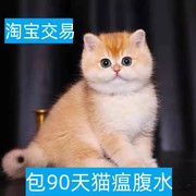 鞍山金渐层纯种英短紫金蓝金幼猫矮脚长毛宠物猫咪银渐层活体