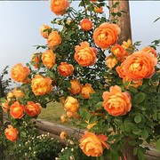 欧月月季花蔷薇玫瑰花藤本月季爬藤植物月季阳台盆栽花卉四季开花