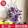 云南鲜花干花勿忘我情人草，组合花束客厅卧室装饰插花家居摆设毕业