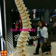 人体脊柱模型85CM自r然大脊椎模型带颈椎模型椎尾椎盆骨腰椎模型